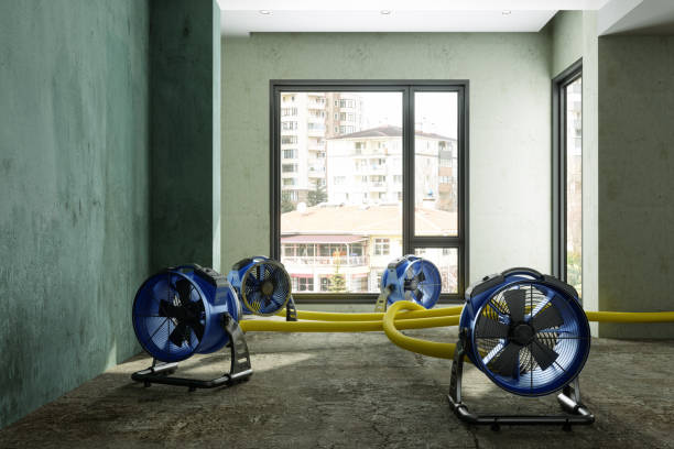Best Local water damage restoration  in Mullens, WV